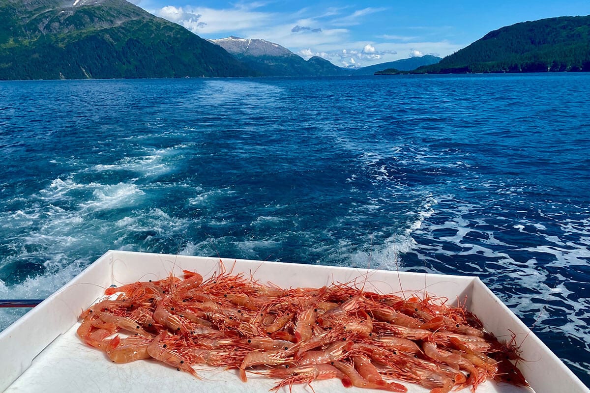 Shrimp Shrimp