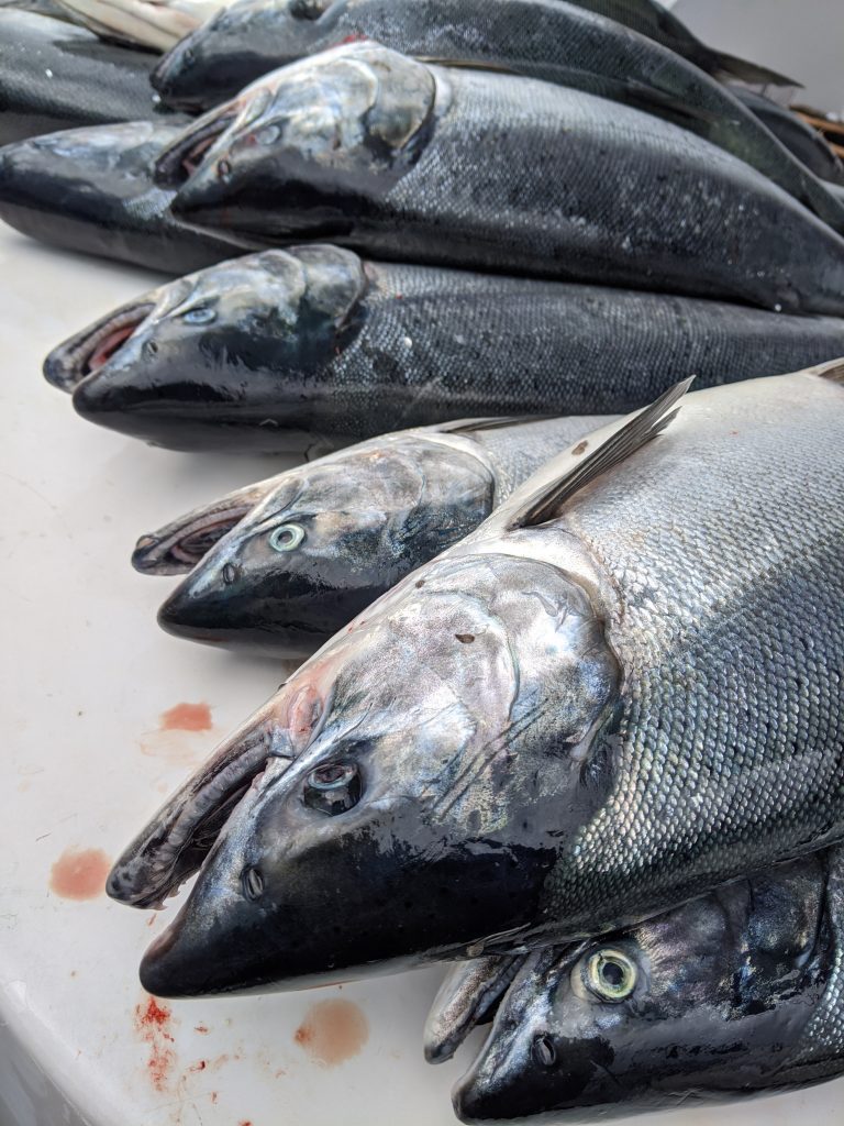 fresh caught Alaskan salmon